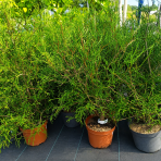 Tuja západná (Thuja occidentalis) ´OHLENDORFII´ - výška 80-100 cm, kont. C5L